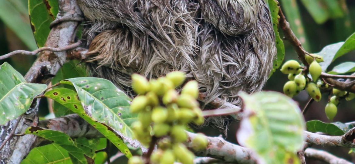 Sloth Panama