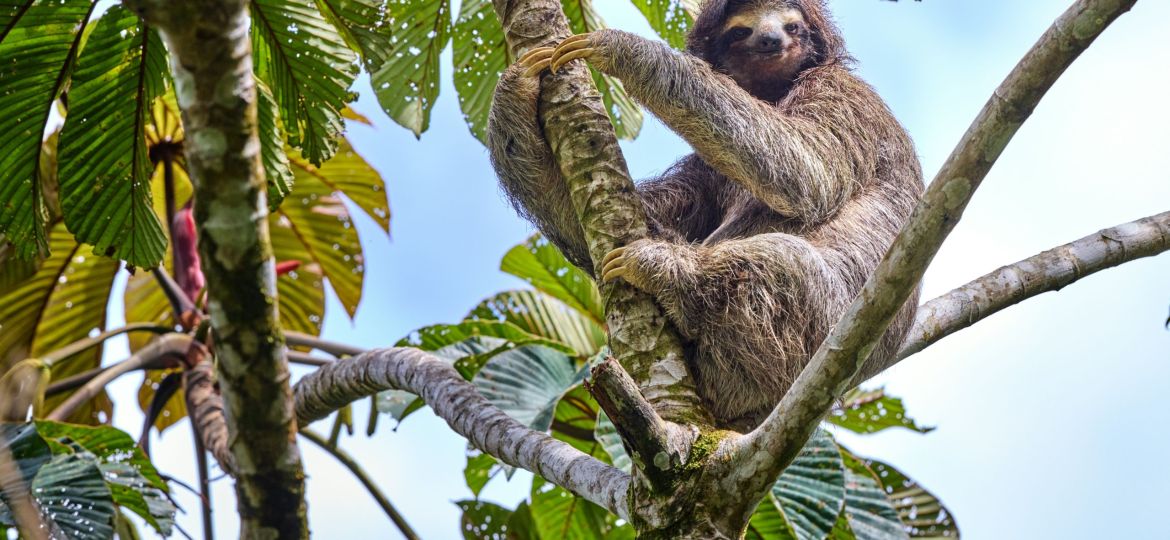 are sloth